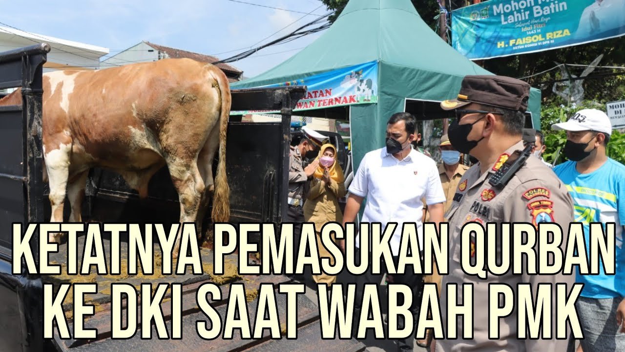 
                                 Susahnya-Pasokan-Sapi-DKI-Jakarta-Qurban-2022-Karna-Wabah-PMK